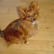 Blanding af racer Felix