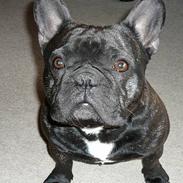 Fransk bulldog Nimbus