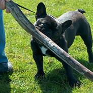 Fransk bulldog Nimbus