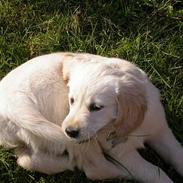 Golden retriever Nila