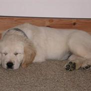 Golden retriever Nila