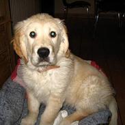 Golden retriever Louis