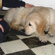 Golden retriever Louis