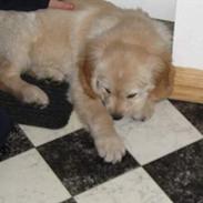 Golden retriever Louis