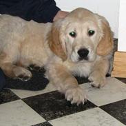 Golden retriever Louis