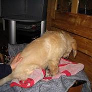 Golden retriever Louis