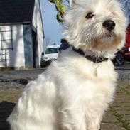 West highland white terrier Kåre
