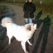 Pyreneerhund granly gunnar