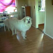 Pyreneerhund granly gunnar