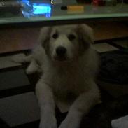 Pyreneerhund granly gunnar