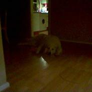 Pyreneerhund granly gunnar