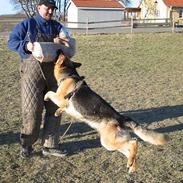 Schæferhund Sonto´s Galina (Pensionist )