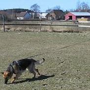 Schæferhund Sonto´s Galina (Pensionist )