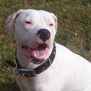 Amerikansk bulldog Gucci***død 15/6-07***