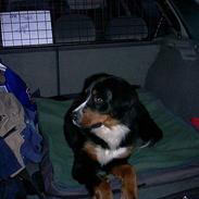 Berner sennenhund SUND BRUGAARD CENTA