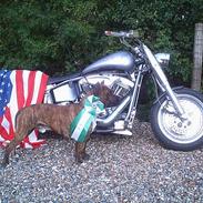 Amerikansk staffordshire terrier Ordior Bugatti (Kentucky)