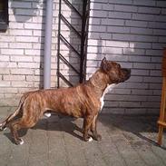 Amerikansk staffordshire terrier Ordior Bugatti (Kentucky)