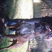 Amerikansk staffordshire terrier Ordior Bugatti (Kentucky)