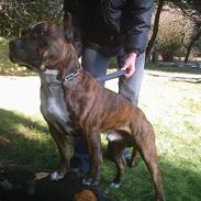 Amerikansk staffordshire terrier Ordior Bugatti (Kentucky)