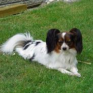 Papillon Lucky Dog Unibella of Evi