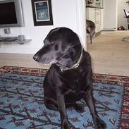 Labrador retriever Dixie