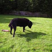 Labrador retriever Dixie 