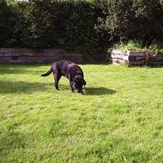 Labrador retriever Dixie 