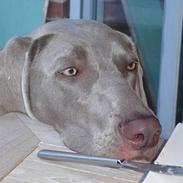 Weimaraner Chili 16.07.04