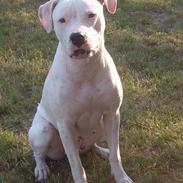 Amerikansk bulldog Gucci***død 15/6-07***