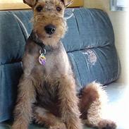 Welsh terrier Twiggy