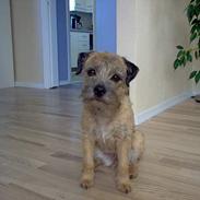 Border terrier Sui