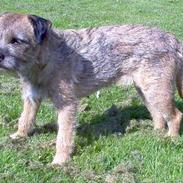 Border terrier Sui