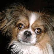 Blanding af racer Manfred