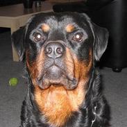 Rottweiler raco eller saaek s falco