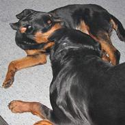 Rottweiler raco eller saaek s falco