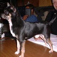 Chihuahua Tupac Shakur