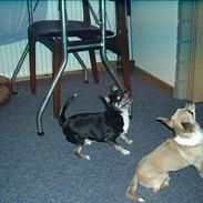 Chihuahua Tupac Shakur