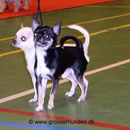 Chihuahua Tupac Shakur