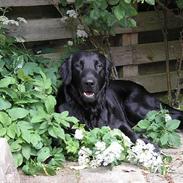 Flat coated retriever Gonzo