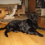 Flat coated retriever Gonzo