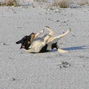 Dansk svensk gaardhund bob