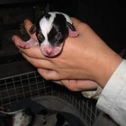 Dansk svensk gaardhund bob