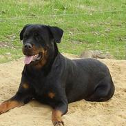 Rottweiler Tikki *bor hos x'en*