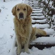 Golden retriever Charlie