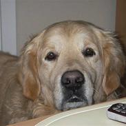 Golden retriever Charlie