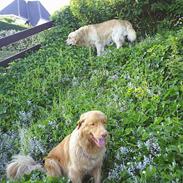 Golden retriever Charlie