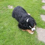 Berner sennenhund Donna Tello