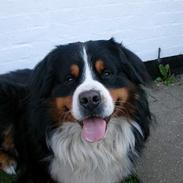 Berner sennenhund Donna Tello