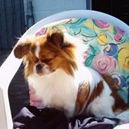 Blanding af racer Manfred