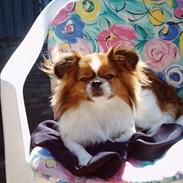 Blanding af racer Manfred